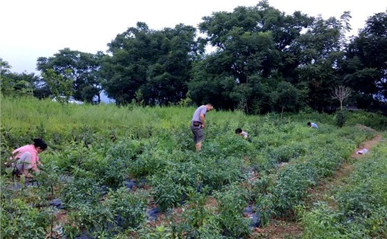 自給自足,網聯電氣樂康營無公害農場